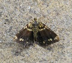 Attēlu rezultāti vaicājumam “Chiasmia clathrata”