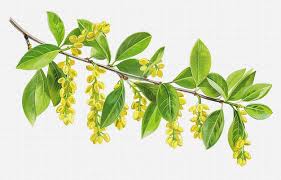 Attēlu rezultāti vaicājumam “Salix triandra male flower”