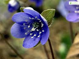 Attēlu rezultāti vaicājumam “Hepatica nobilis”