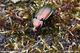 Attēlu rezultāti vaicājumam “Carabus arcensis”