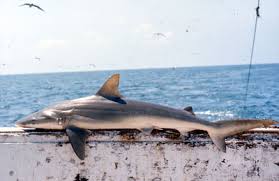 Image result for Carcharhinus acronotus