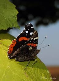 Attēlu rezultāti vaicājumam “Vanessa atalanta upperside”