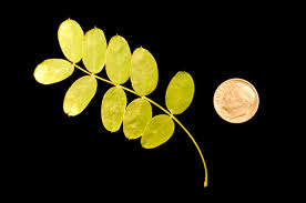 Attēlu rezultāti vaicājumam “Caragana arborescens leaf”