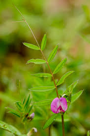 Attēlu rezultāti vaicājumam “Vicia angustifolia leaf”