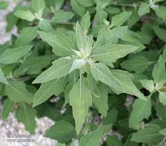 Attēlu rezultāti vaicājumam “Chenopodium album leaf”