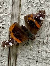 Attēlu rezultāti vaicājumam “Vanessa atalanta upperside”