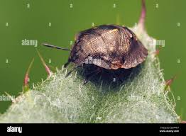 Attēlu rezultāti vaicājumam “Eurygaster testudinaria imago”