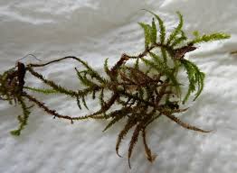 Attēlu rezultāti vaicājumam “Eurhynchium striatum”