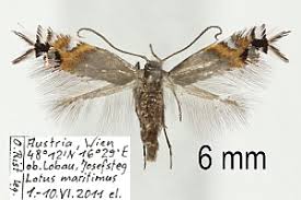 Attēlu rezultāti vaicājumam “Lyonetiidae”