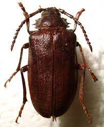 Attēlu rezultāti vaicājumam “Adoxus obscurus”