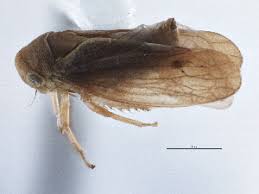 Attēlu rezultāti vaicājumam “Oncopsis sp.”