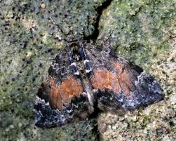 Attēlu rezultāti vaicājumam “Dysstroma truncata”