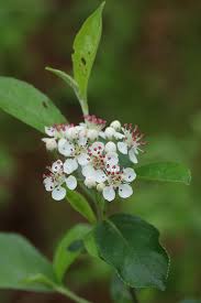 Attēlu rezultāti vaicājumam “Aronia melanocarpa flower”