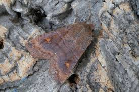 Attēlu rezultāti vaicājumam “Eupsilia transversa”