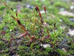 Attēlu rezultāti vaicājumam “Pottiales”