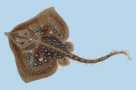 Image result for Raja clavata