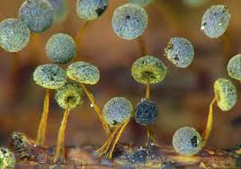 Attēlu rezultāti vaicājumam “Physarum flavicomum”