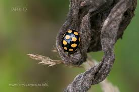 Attēlu rezultāti vaicājumam “Coccinula quatuordecimpustulata”
