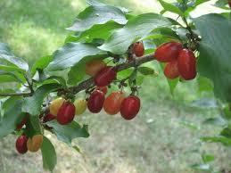 Attēlu rezultāti vaicājumam “Cornus mas fruit”