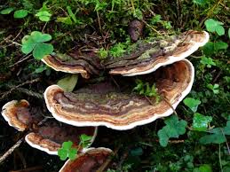 Attēlu rezultāti vaicājumam “Heterobasidion parviporum”