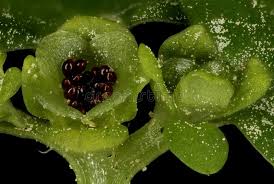 Attēlu rezultāti vaicājumam “Chrysosplenium alternifolium fruit”