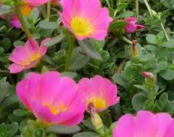 Attēlu rezultāti vaicājumam “Portulaca oleracea”