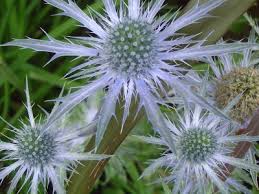 Attēlu rezultāti vaicājumam “Eryngium planum leaf”