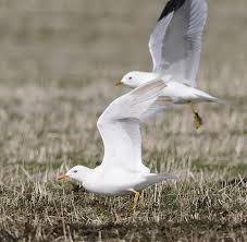Attēlu rezultāti vaicājumam “Larus canus adult”