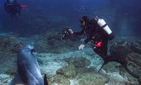 Image result for Dolphin Sub Aqua