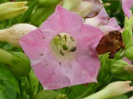 Attēlu rezultāti vaicājumam “Nicotiana tabacum flower”