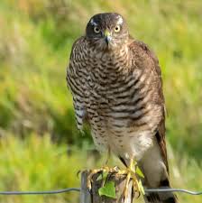 Image result for Chepstow Harriers