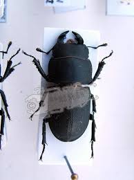 Attēlu rezultāti vaicājumam “Dorcus parallelopipedus”