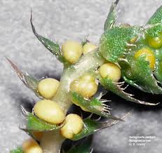 Attēlu rezultāti vaicājumam “Seligeria donniana sporophyte”