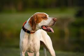 Image result for Pointers