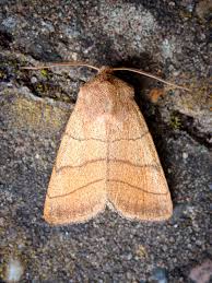 Attēlu rezultāti vaicājumam “Charanyca trigrammica”