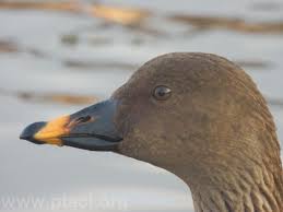 Attēlu rezultāti vaicājumam “Anser serrirostris”
