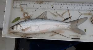Image result for Alosa sapidissima