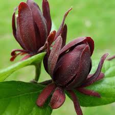 Attēlu rezultāti vaicājumam “Calycanthus floridus”