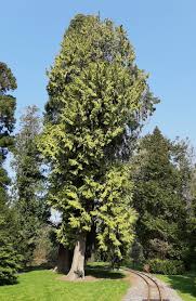 Attēlu rezultāti vaicājumam “Thuja plicata”