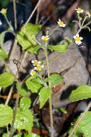 Attēlu rezultāti vaicājumam “Galinsoga quadriradiata flower”