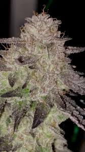 Image result for il_merda.jpg