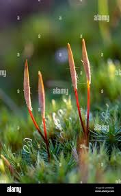 Attēlu rezultāti vaicājumam “Polytrichum piliferum”