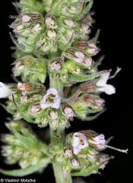 Attēlu rezultāti vaicājumam “Mentha longifolia flower”