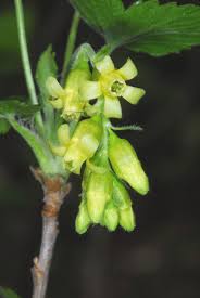 Attēlu rezultāti vaicājumam “Ribes nigrum flower”