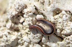 Attēlu rezultāti vaicājumam “Ommatoiulus vilnensis”