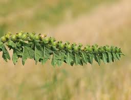 Attēlu rezultāti vaicājumam “Hyoscyamus niger fruit”