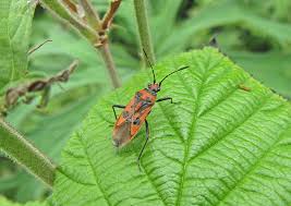 Attēlu rezultāti vaicājumam “Corizus hyoscyami”