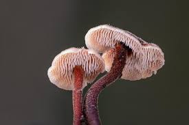 Attēlu rezultāti vaicājumam “Auriscalpium vulgare”