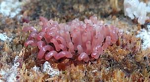 Attēlu rezultāti vaicājumam “Metatrichia floriformis stalked”