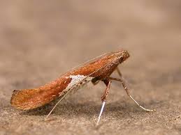 Attēlu rezultāti vaicājumam “Caloptilia stigmatella”